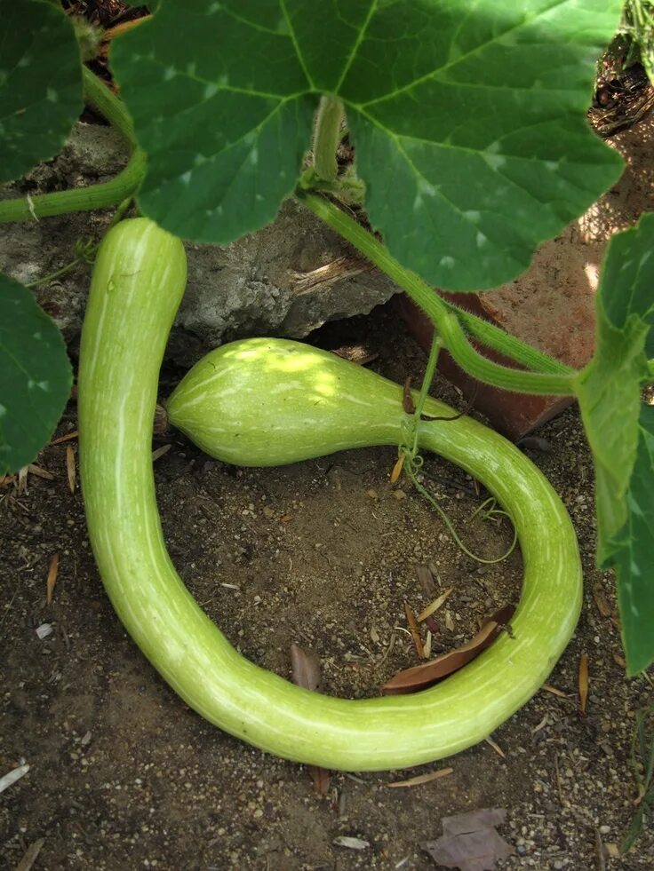 Разновидность кабачков фото и названия круглые кабачки Tromboncino, Italian Trombone Squash, Cucurbita moschata Vegetables, Squash, Pla