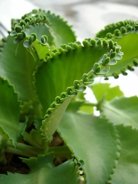 Разновидность каланхоэ фото и названия комнатные Pin by Ksenia Krylova on Flowers Plant leaves, Plants, Herbs