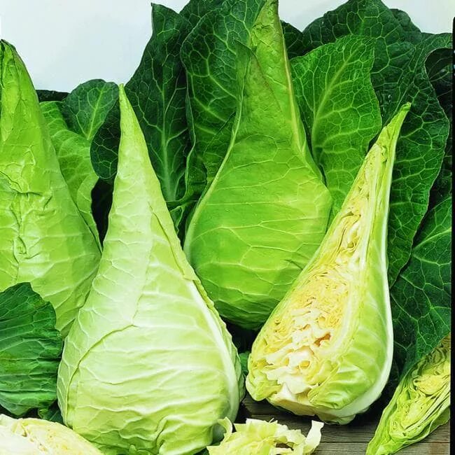 Разновидность капусты фото с названием сорта Капуста кочанная Cabbage Filderkraut Hilmar - купить семена в интернет-магазине