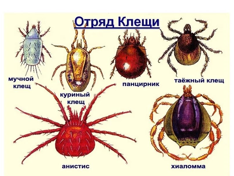 Разновидность клещей фото и названия Адреса и график работы пунктов приёма клещей Клещи уже проснулись. Сейчас в Прик