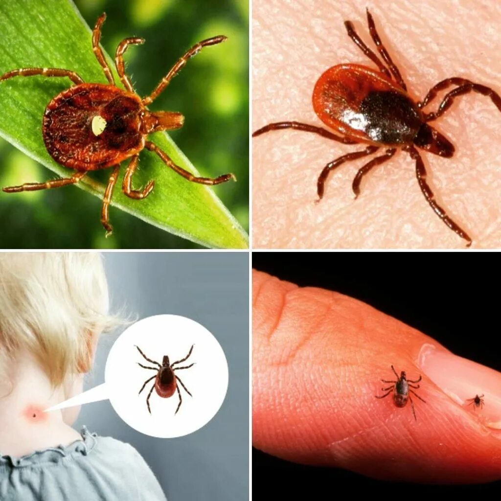 Tick Identification - What Do Ticks Look Like Tick bites on dogs, Types of ticks