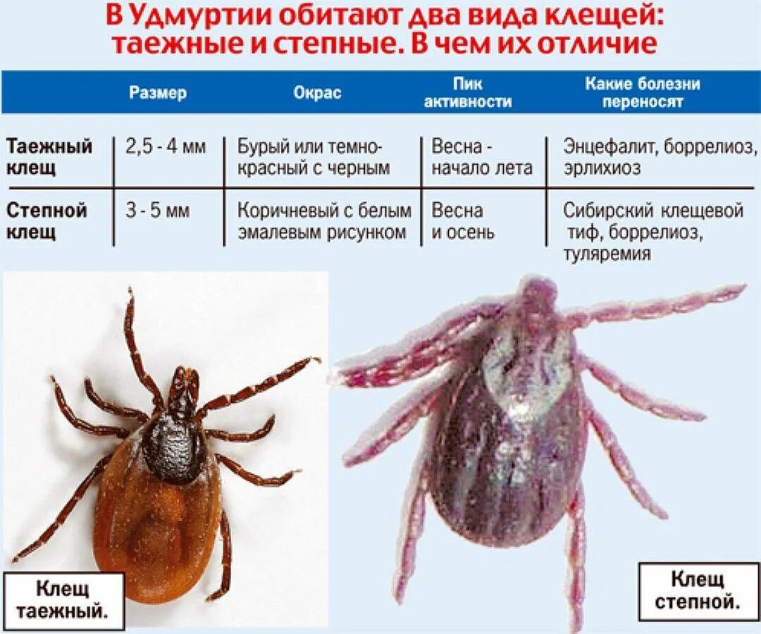 Разновидность клещей фото и названия Все про клещей: найдено 90 изображений