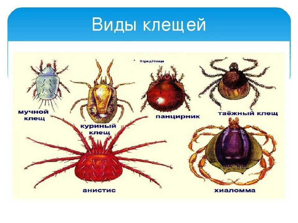 Разновидность клещей фото и названия у человека Разновидности клещей фото и описание: найдено 86 изображений