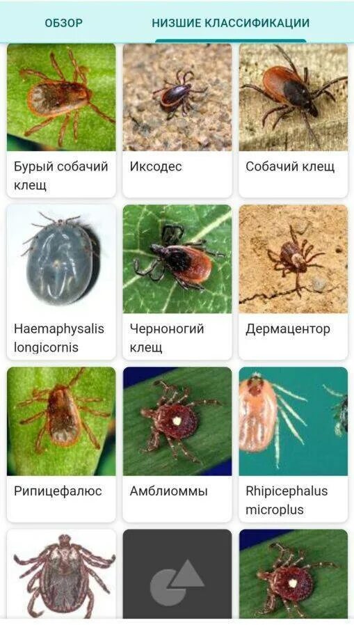 Разновидность клещей фото и названия в россии Виды клещей название