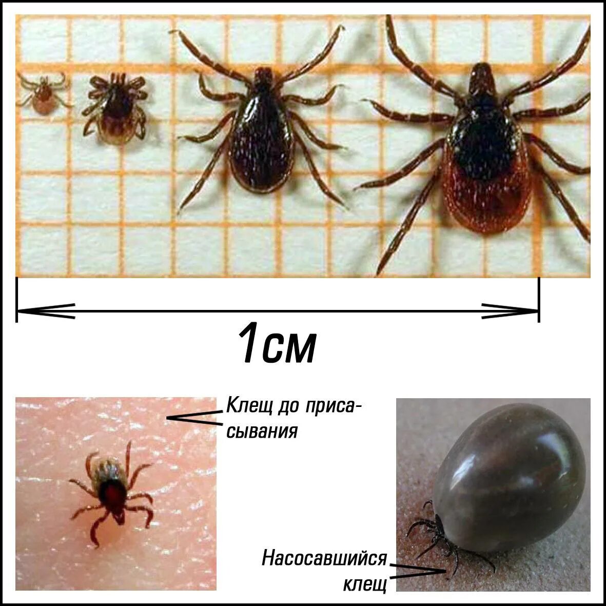 Разновидность клещей фото и названия в россии КЛЕЩ Фото и описание
