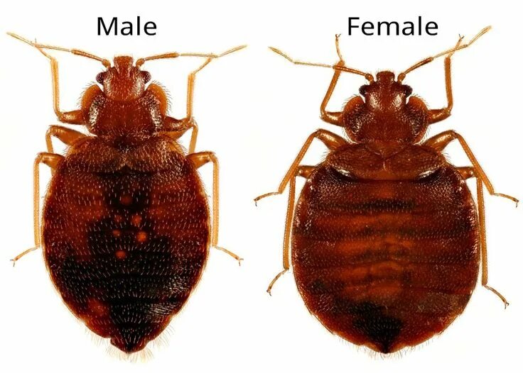 Разновидность клопов домашних фото виды и названия What Do Bed bugs Look Like?