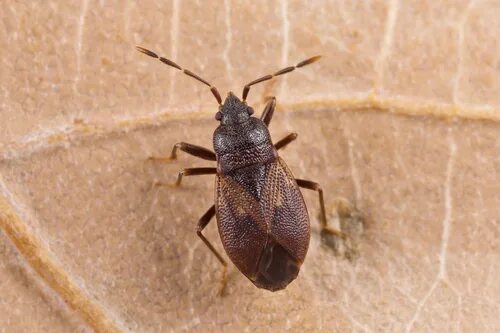 Разновидность клопов уличных фото brown groundbug (Drymus brunneus) - iNaturalist