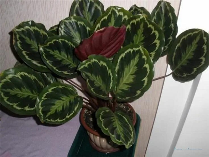 Разновидность комнатных калатей фото Калатея Вейча (Calathea veitchiana) Plant leaves, Plants, Leaves