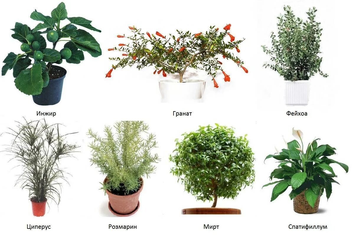 Разновидность комнатных цветов фото и названия цветущие Виды цветов комнатных фото - DelaDom.ru