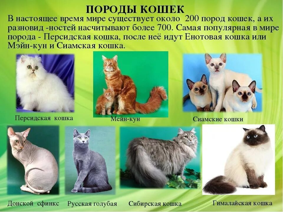 Website is down Best cat breeds, Cat breeds, Beautiful cats