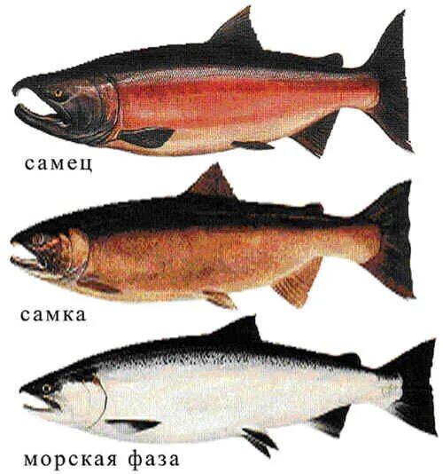 Разновидность красной рыбы фото Кружковое занятие "Внешнее и внутреннее строение лосося"