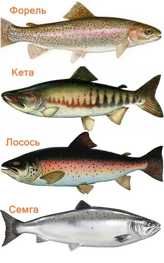 Разновидность красной рыбы фото Работа на рыбном заводе (лосось, горбуша) / Работа в Европе