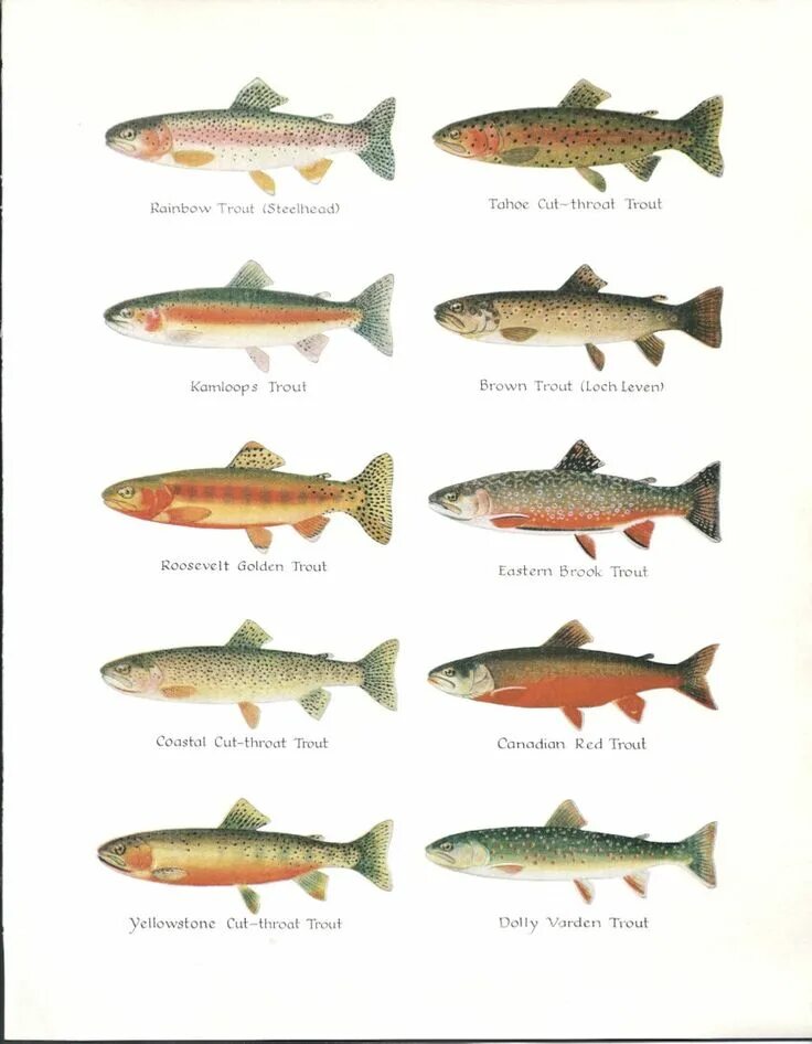 Разновидность красной рыбы фото Trout Types Vintage Fish Illustration 1960s Etsy Fish illustration, Trout, Vinta