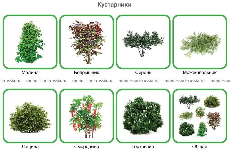 Разновидность кустарников фото и названия Кустарники виды фото - DelaDom.ru