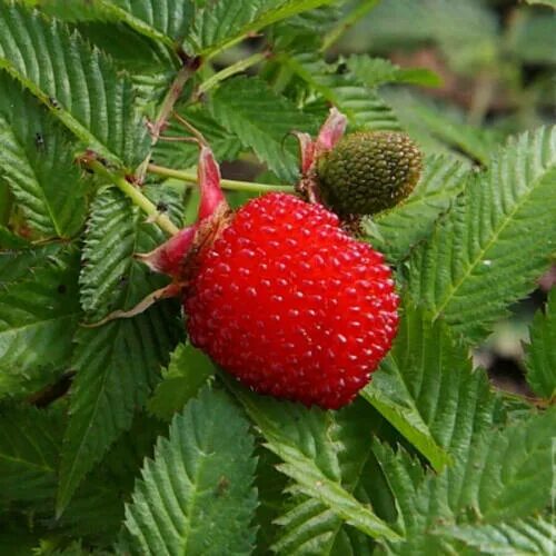 Разновидность малины фото и название и описание Japanese raspberry - Rubus illecebrosus 20+ Seeds - Graines - Semillas - G 112 e