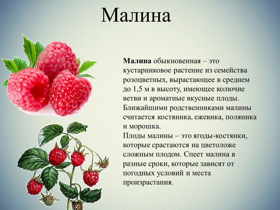 Разновидность малины фото и название и описание Презентация к уроку "Окружающий мир" "Кустарники Урала"