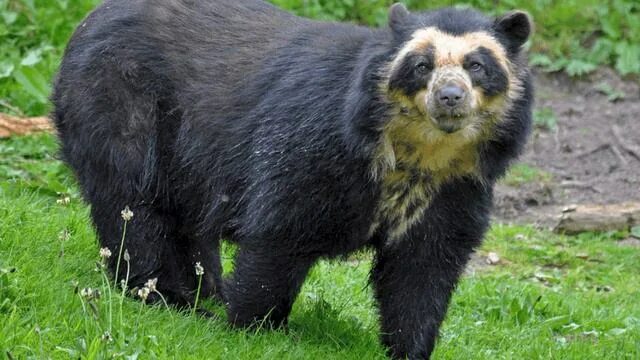 Разновидность медведей фото Звуки очкового медведя. Spectacled bear sounds - смотреть видео онлайн от "Славн