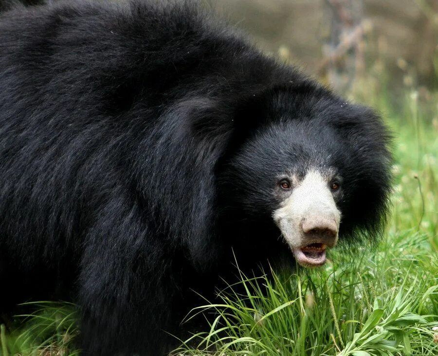 Разновидность медведей фото Sloth Bear Sloth Bear by Ignisballad on deviantART Sloth bear, Bear, Bear paws