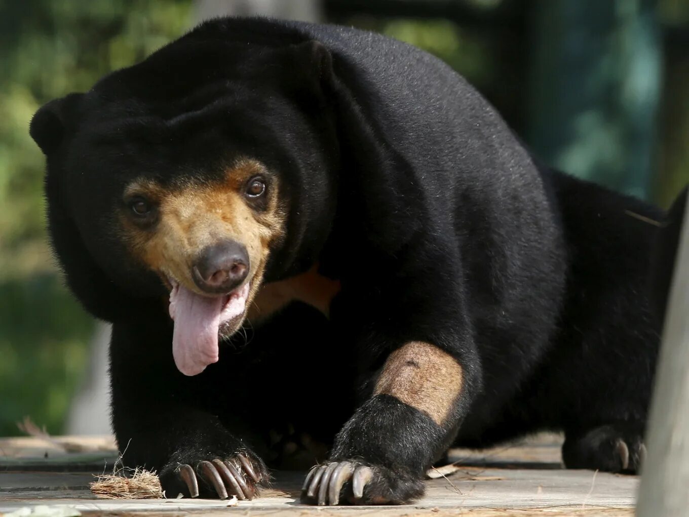 Разновидность медведей фото Two sun bears break out of rescue center in Yogyakarta - National - The Jakarta 