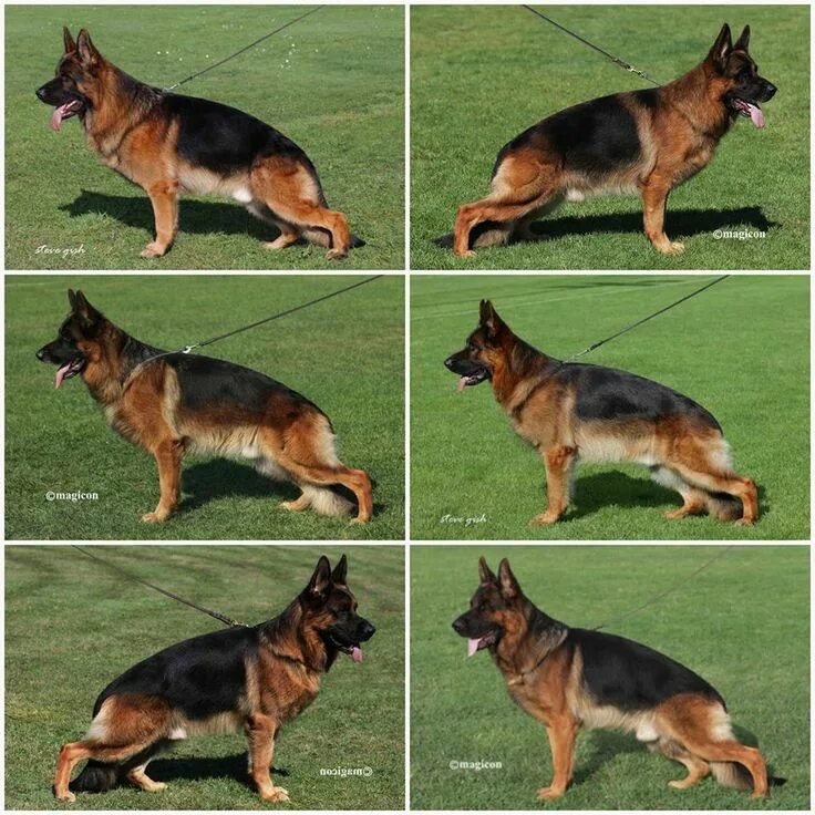 Разновидность немецких овчарок фото Pin by Ратникова on питомник "САН ИРИНХОФ" German sheperd dogs, German shepherd 