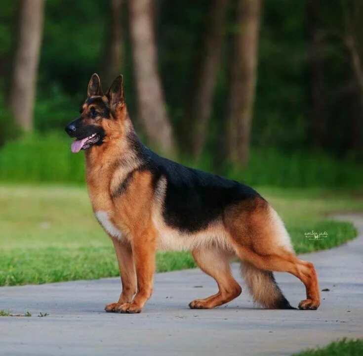 Разновидность немецких овчарок фото Rumor 2017 Westminster BIS winner - #bis #Rumor #Westminster #winner #germanshep