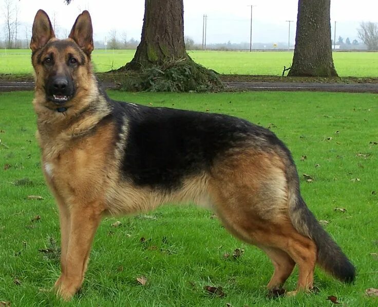 Разновидность немецких овчарок фото Schutzhund German Shepherds Shepherd puppies, Big german shepherd, Schutzhund ge