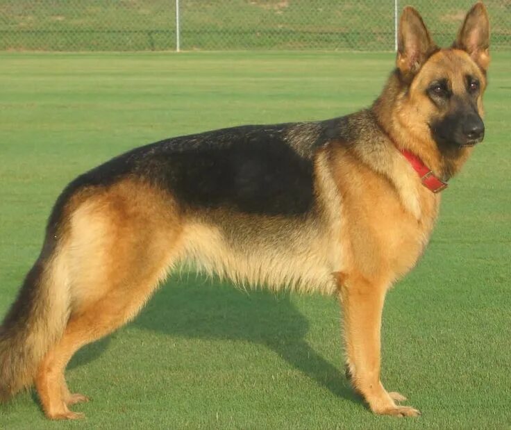 Разновидность немецких овчарок фото Real German Shepherd Dog Tuesday, 31 July 2012 German shepherd dogs, Blue german