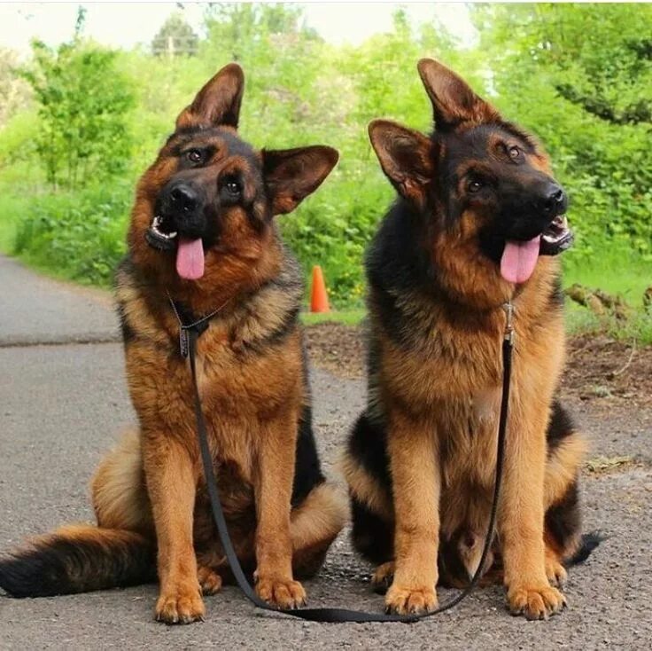 Разновидность немецких овчарок фото Pin by Bubu Brands Dog + Lifestyle on Precious Pups German shepherd dogs, German