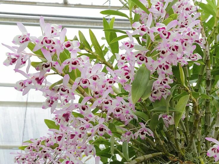 Разновидность орхидей фото и название дендробиум Dendrobium nobile Orchidée