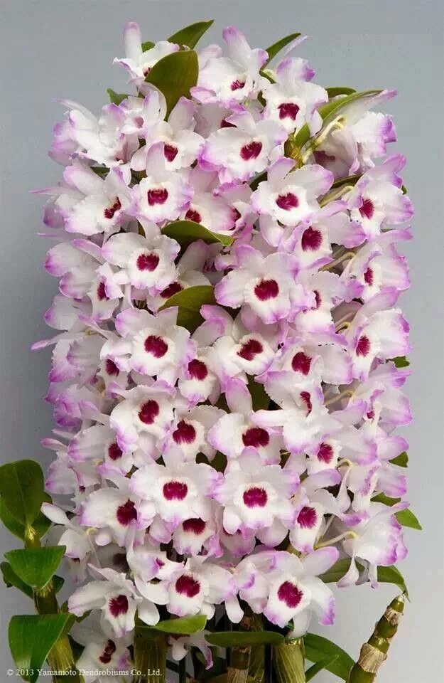 Разновидность орхидей фото и название дендробиум Orchid Orchid flower, Flower seeds, Unusual flowers