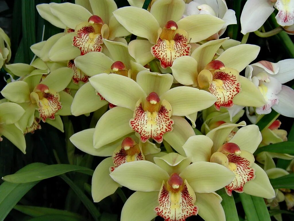 Разновидность орхидей фото и название на русском Cymbidium 15 Green Cymbidium on the patio. mfnure31 Flickr