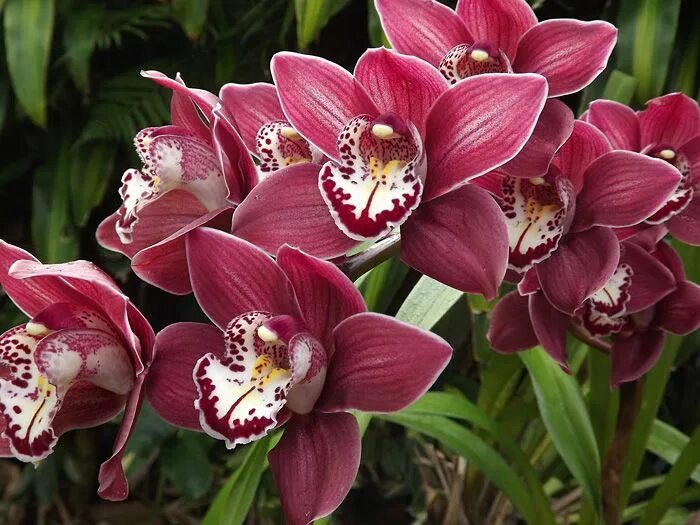 Разновидность орхидей фото и название на русском How to Grow & Care For Orchids Indoors Выращивание орхидей, Орхидеи, Цветоводств