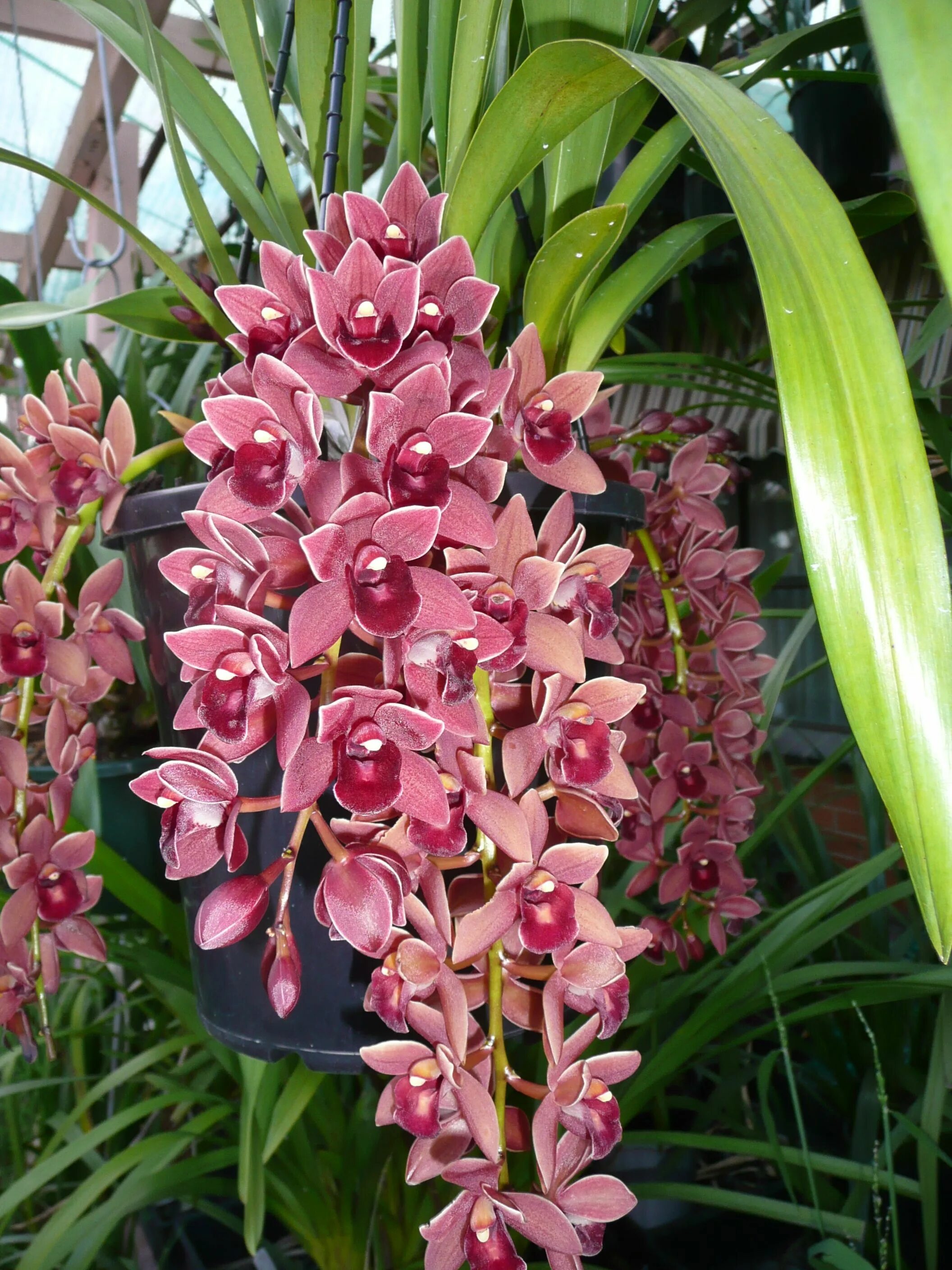 Разновидность орхидей фото и название на русском cymbidium dorothy stockstill forgot fruite Cymbidium orchids, Orchid plants, Bea