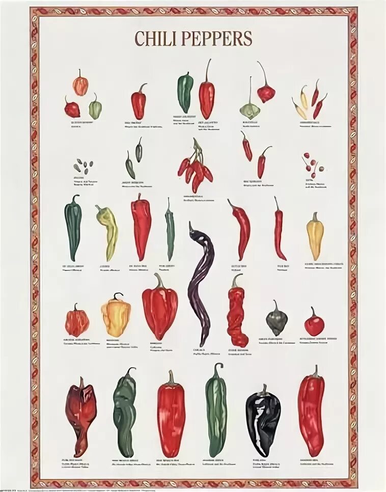 Разновидность острого перца фото и название Chilis Poster, Plakat, Schöne motive