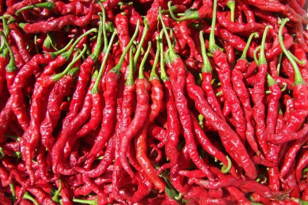 Разновидность острого перца фото и название Купить семена Перец острый Hot pepper Giant Ristra в Москве: доставка семян по Р