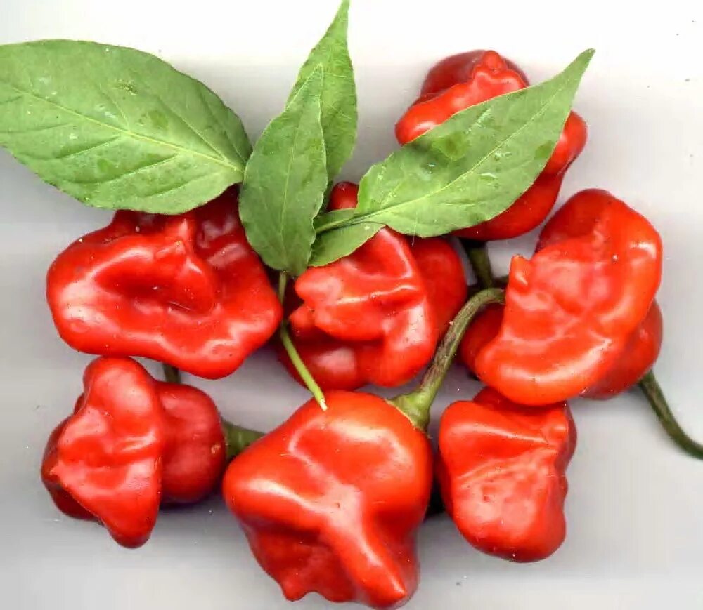 Разновидность острого перца фото и название Купить семена Перец острый Hot pepper Hinkelhatz Pepper в Москве: доставка семян