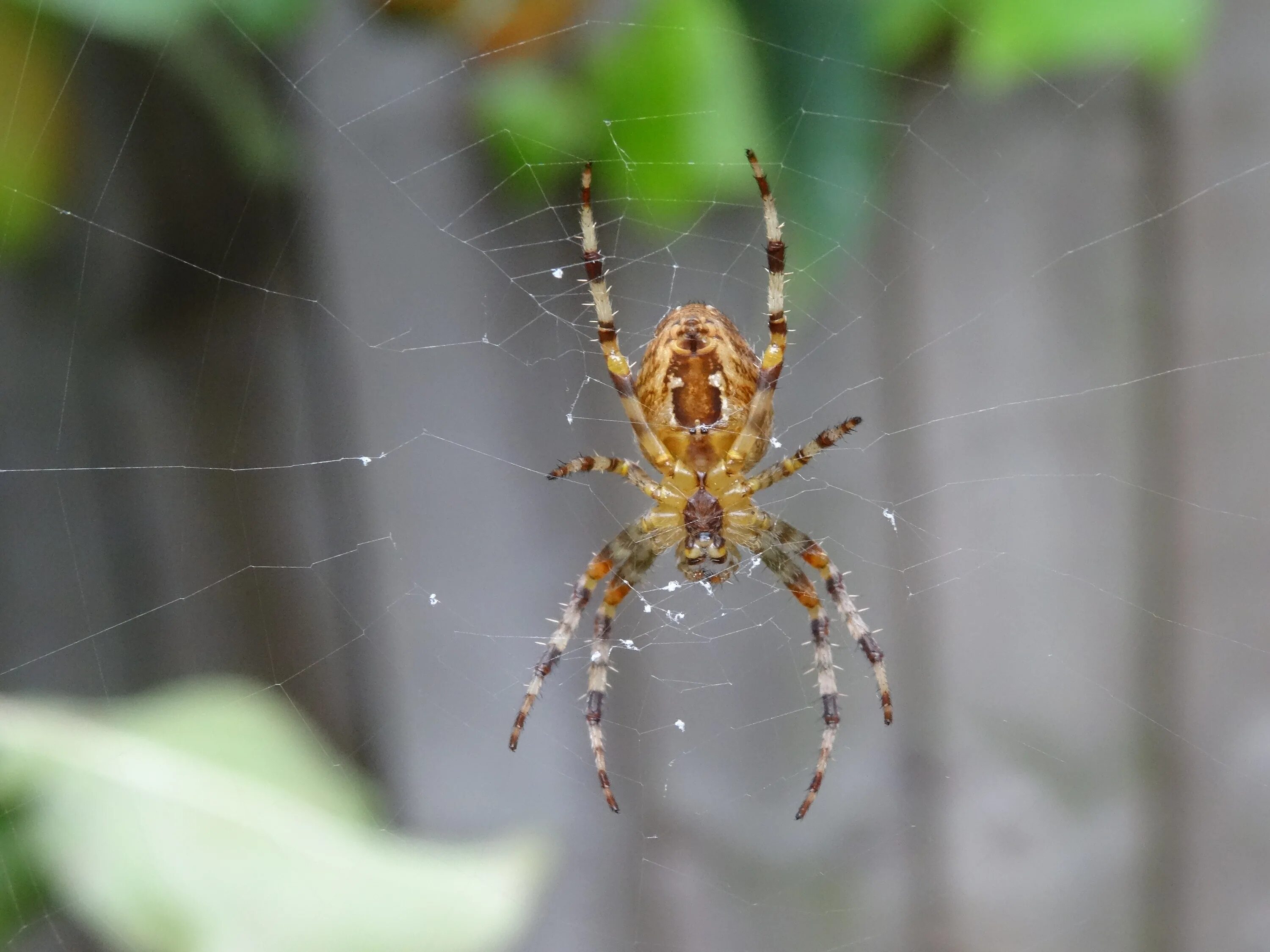 Разновидность пауков фото россия Free Images : fauna, invertebrate, close up, scary, stripes, arachnid, argiope, 