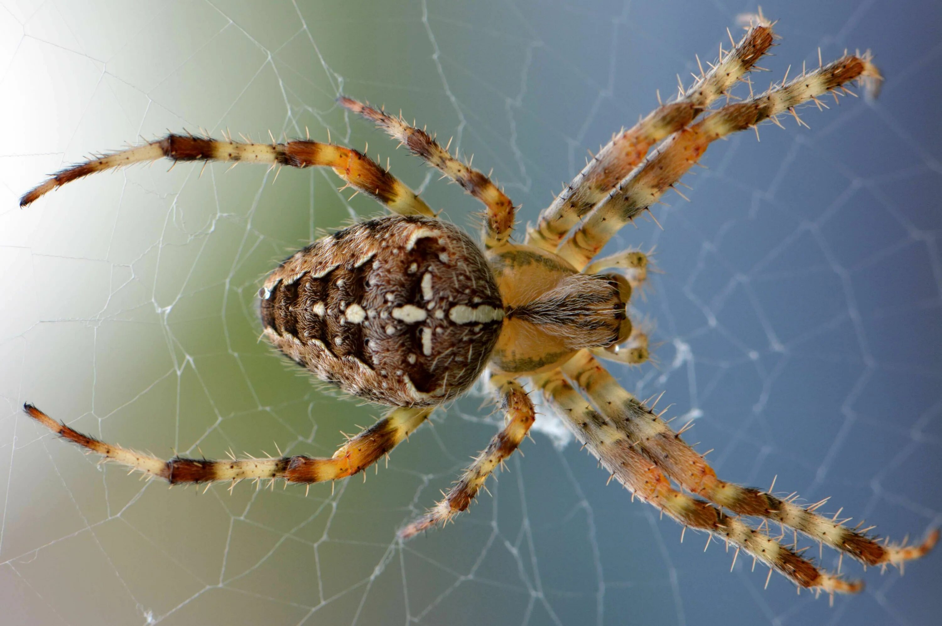 Разновидность пауков фото россия #arachnid #closeup #insect #insects #legs #macro #spider #web #wolf spider Types