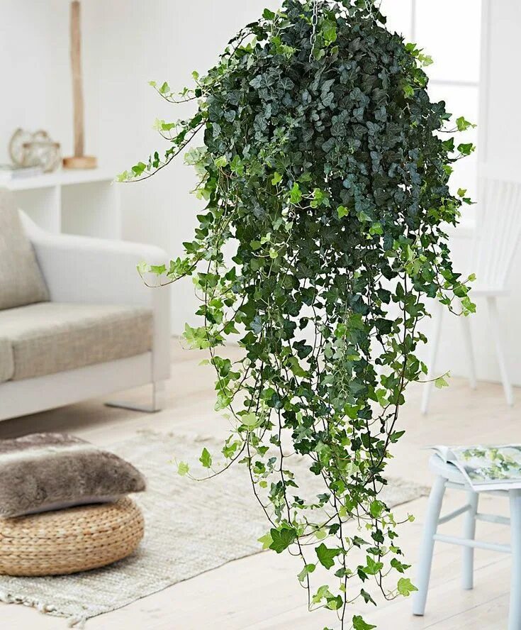 Разновидность плюща комнатного фото The Best Indoor Plants for Hanging Baskets OhLaDe Plants for hanging baskets, Ha