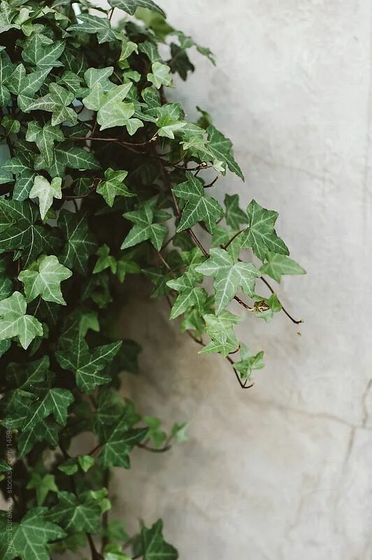 Разновидность плюща комнатного фото "Ivy On A Wall" by Stocksy Contributor "Amor Burakova" English ivy plant, Plants