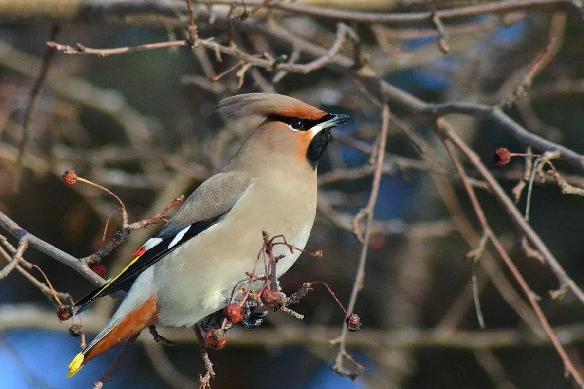 Разновидность птиц фото россии Bohemian Waxwing (Bombycilla garrulus). Birds of Siberia.