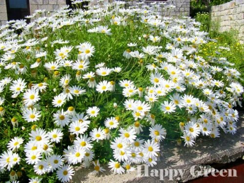 Разновидность ромашек садовых фото OX EYE DAISY DWARF - 400 SEEDS - Chrysanthemum leucanthemum - Perennial Flower e