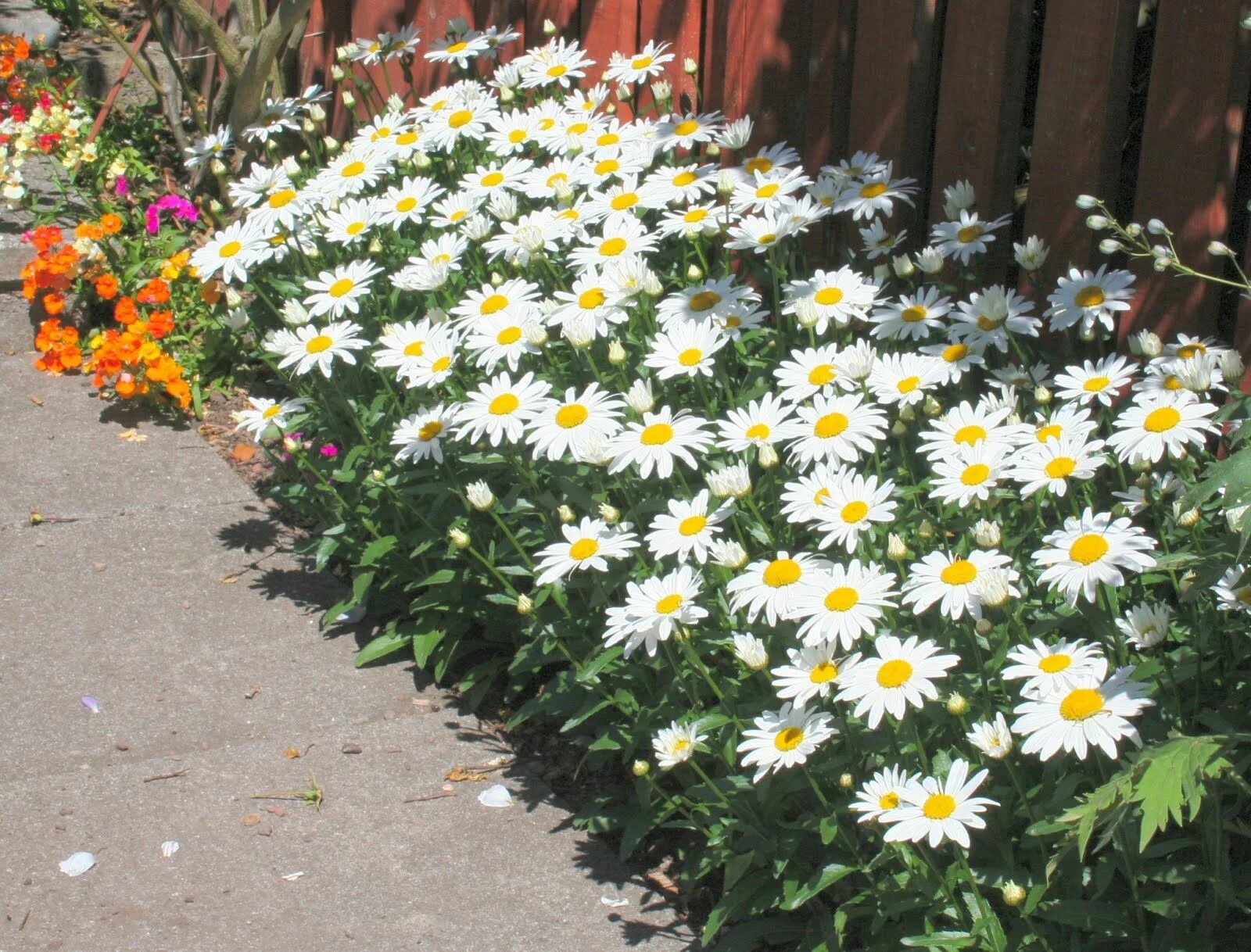 Разновидность ромашек садовых фото August 2010 Shasta daisies, Planting flowers, Perennials