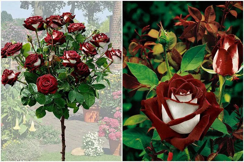 Разновидность роз фото и названия садовые red roses Красивые розы, Розы, Сад