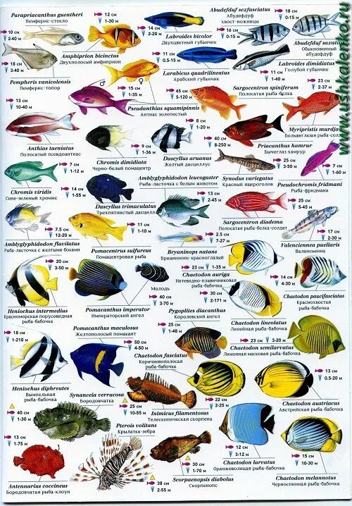 Разновидность рыбы фото и названия Pin on Red Sea Fish chart, Sea fish, Red sea