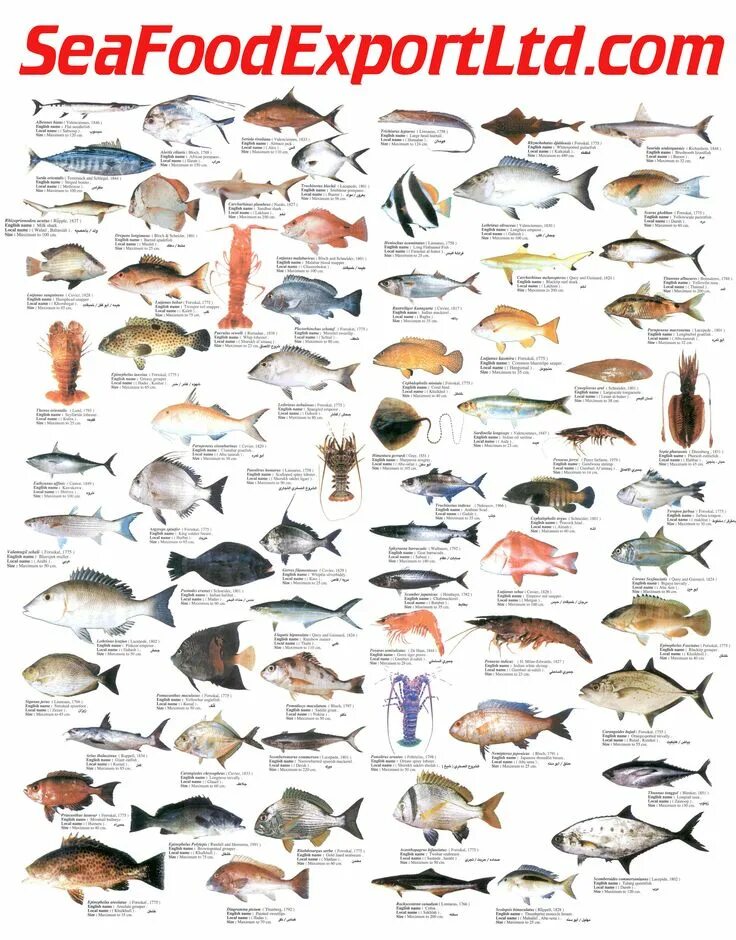 Разновидность рыбы фото и названия морских Pin on FISHING IDENTIFICATIONS Fish illustration, Animal infographic, Animal sci