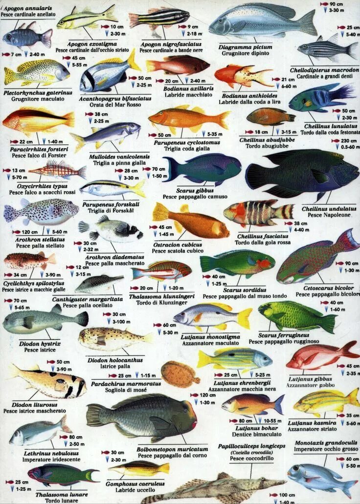 Разновидность рыбы фото и названия морских Bedouin Lodge Hotel :: Red Sea Information Fish chart, Sea fish, Red sea