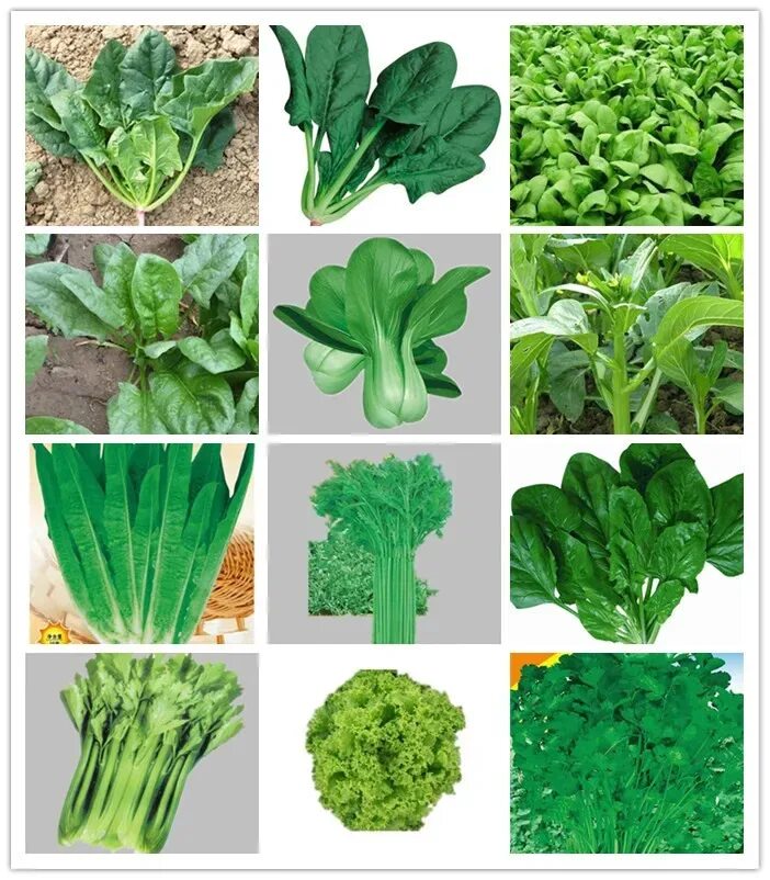 Разновидность салатов фото и название Source Chinese Roman Hybrid f1 vegetable seeds leaf lettuce seeds on m.alibaba.c