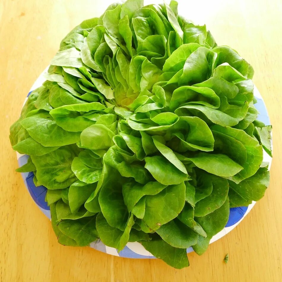 Разновидность салатов фото и название Lettuce as an organic product free image download