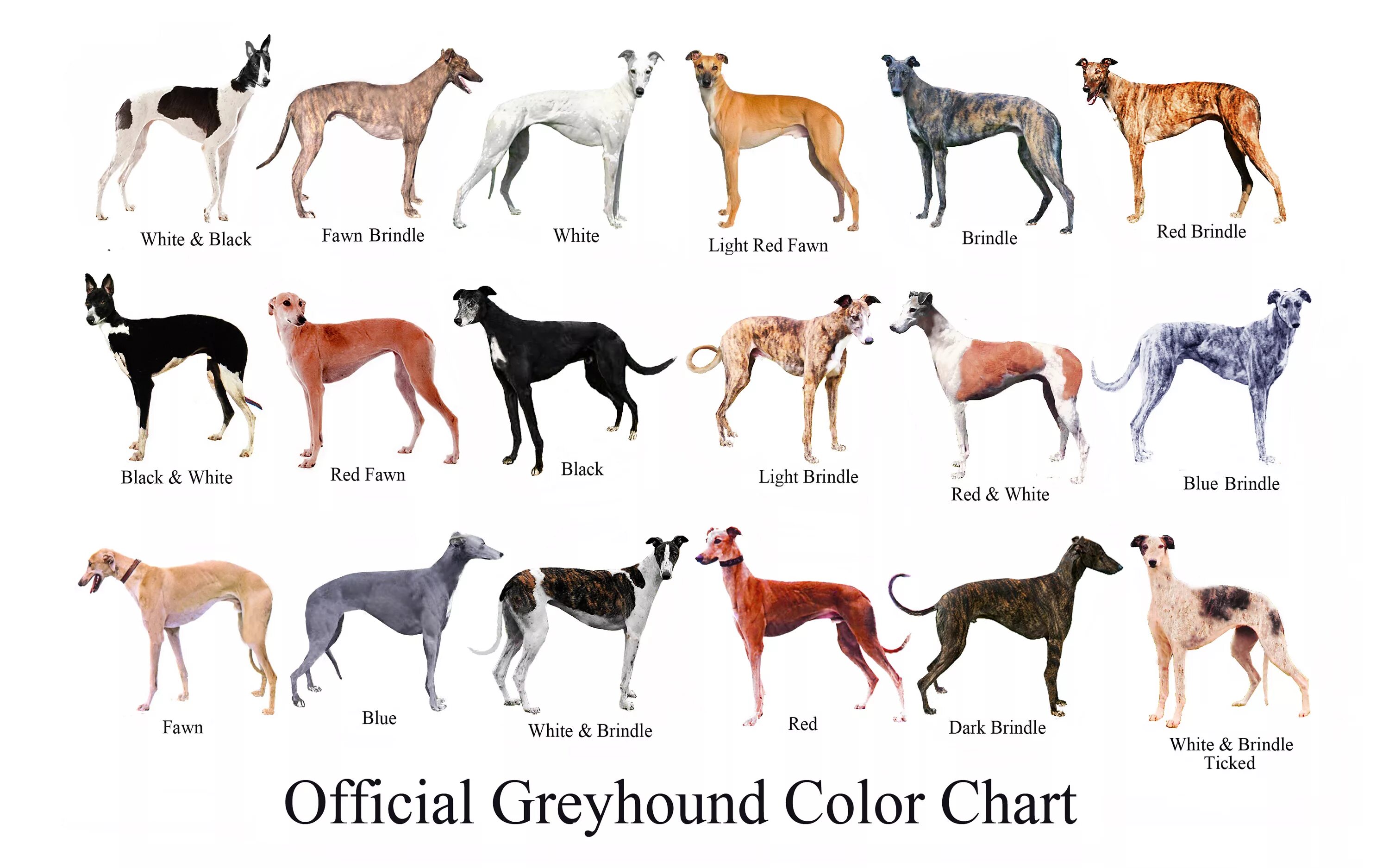 Разновидность собак фото Greyhound Art - The Un-Official Greyhound Color Chart. After finding flaws of wh